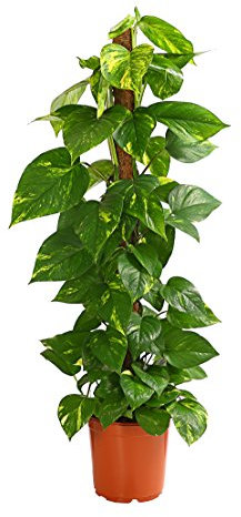 Dehner Efeutute, an Moosstab gebunden, ca. 110-120 cm, Ø Topf 21 cm, Zimmerpflanze