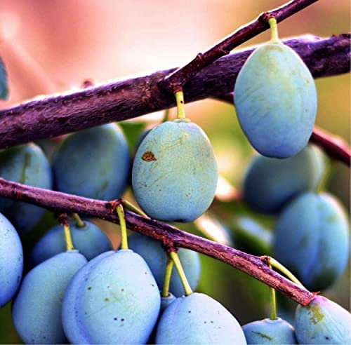 ALBERO DI SUSINO SUSINE PRUGNE PRUGNO - BLUE FREE - IN VASO 17 cm