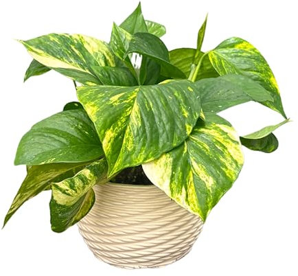 I Giardini di Giulia | Pothos Scindapsus Aurea in Vaso di Ceramica Artigianale Ø14 cm H.30 | Pianta Vera da Interno con Foglie Verdi Variegate | Vaso “Carina” Lucido Bianco