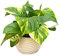 I Giardini di Giulia | Pothos Scindapsus Aurea in Vaso di Ceramica Artigianale Ø14 cm H.30 | Pianta Vera da Interno con Foglie Verdi Variegate | Vaso “Carina” Lucido Bianco