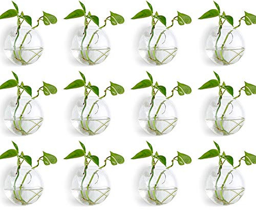 NUPTIO Terrarium mural à suspendre : support de plante en verre 12 pièces, vase floral d'intérieur 10,2 cm, récipient hydroponique rond plat pour salle de bain, balcon, serre