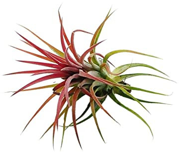 DECOALIVE Planta del Aire de Color Rojo Planta Natural Que No Necesita Tierra