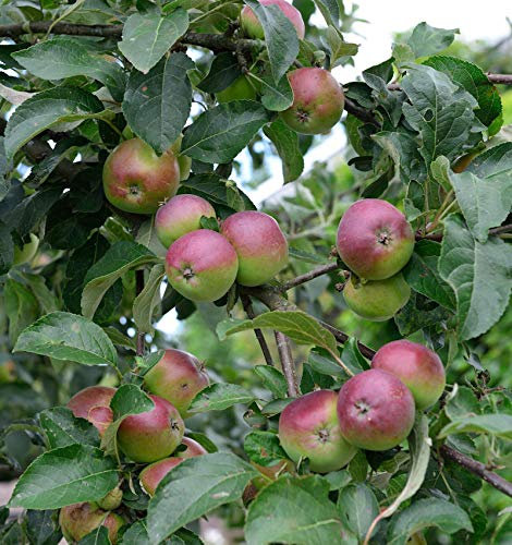 Apfelbaum Erwin Baur 60-80cm - fest und saftig - Gartenpflanze