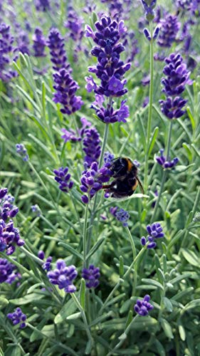 Lavendel (Lavandula angustifolia) in verschiedenen Varianten (12 Stück in Set)