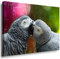 Julia-Art - Bilder Papageien Leinwand mit Keilrahmen 70 x 50 cm Leinwandbild XXL Wandbild Tiere Kunstdrucke Tierwelten Bild Wanddesign Wanddekoration c-642v-31