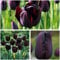 10Pcs Schwarz Hardy Tulpenzwiebeln Einzigartige Farbe Frühling Blossom Mehrjährige Blume Bulb Indoor Outdoor Pflanzen Hohe Keimung Rate Bieten frühling Farben