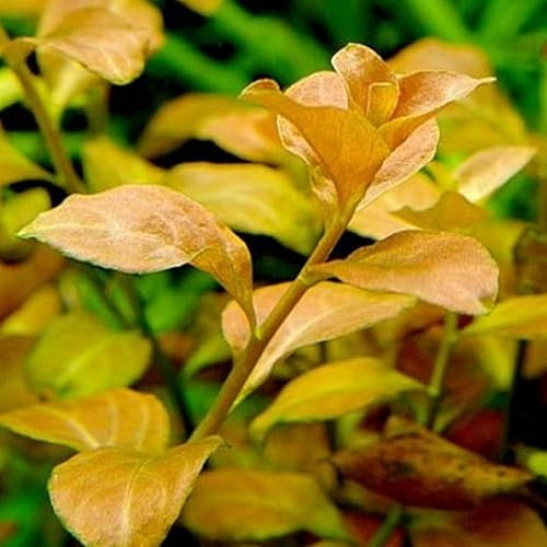 K2AQUA Ludwigia Ovalis Live Aquarium Plant Colourful Aquatic Stem Plant Freshwater Tropical Tank Decoration