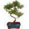 Bonsái de Serissa Japonica (Serissa Phoetida) Natural Árbol Ornamental de Interior