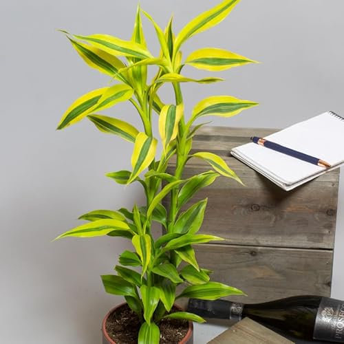 Dracaena Sanderiana Yellow Gold | Dragon Tree | Houseplant | 13cm Pot