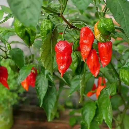 Semillas de Chile Bhut Jolokia Ghost Chili - Planta de Chile Exótica Súper Picante Variedad de Semillas Garantizada Polinizada Abierta