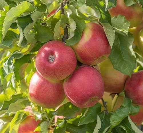 Jonagold, Winterapfel, Buschbaum (kleinbleibend), 120-140cm, im Topf