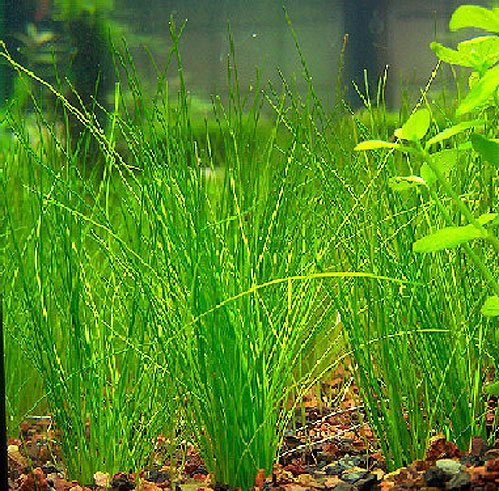 5 x Bunch of Hairgrass - Eleocharis vivipara - Live aquarium plant