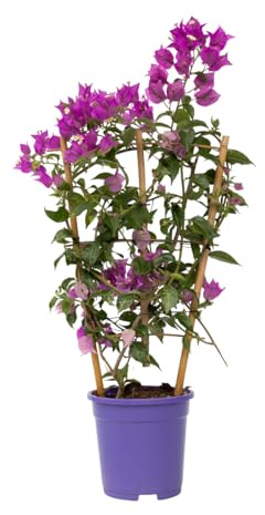 Plant in a Box - Bougainvillea 'Alexandra' - Viola - Rampicante - Pianta da giardino - Vaso 17cm - Altezza 50-60cm