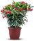 Tropictrees Nerium Oleander Pflanzen Winterhart mit Roten Blüten, 120–140 cm Höhe, Winterharte Pflanzen für Garten, hitze- und trockenheitsresistenter Strauch