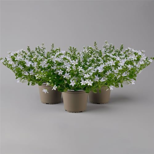 Polster-Glockenblume 'Adansa® White' weiß, Topf-Ø 15 cm, 3er-Set