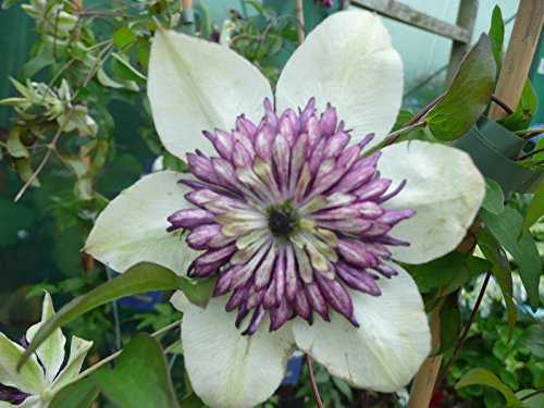 Clematis Florida 'Sieboldii' 15cm Deep Pot Size