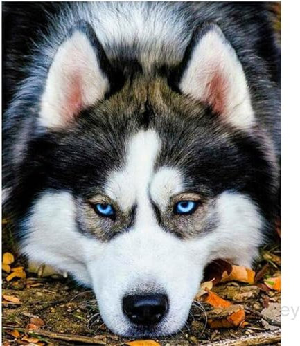 5D Diamond Painting Erwachsene Kit,Husky Hund Diamant Painting Bilder,DIY Diamond Art für Erwachsene Kinder Kristall Strass Kreuzstich Stickerei Malen Nach Zahlen Geschenke Wand Deko,30x50cm