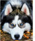 5D Diamond Painting Erwachsene Kit,Husky Hund Diamant Painting Bilder,DIY Diamond Art für Erwachsene Kinder Kristall Strass Kreuzstich Stickerei Malen Nach Zahlen Geschenke Wand Deko,30x50cm