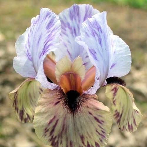 Bulbi di iris, piante di iris, decorazione del giardino, ottimi per la coltivazione in vaso, adatti ai principianti, decorazione della casa-4bulbi-E