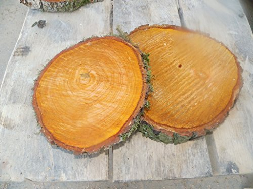 KJR Holzmanufaktur 10 x Baumscheibe, Holzscheibe,ca. 15-20x3 cm, basteln, Holz,Erle