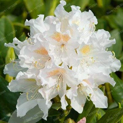 Sump Fresh 200 pezzi fiori di rododendro per piante bianche 2