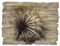 ARTland Wanddeko Bild aus Holz Holzbild vintage Deko 40x30 cm Querformat Blumen Pusteblume Frühling Vintage Landhausstil T4RE
