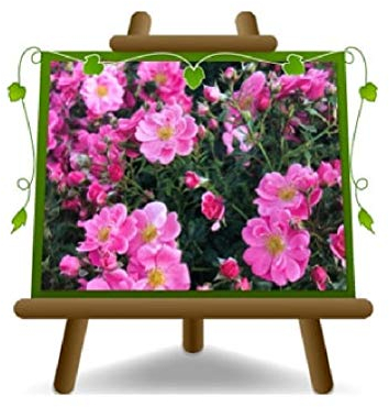 Rosai Bodenabdeckung Bienenweide Rose, Höhe max. 60 cm, Durchmesser Blume max. 4 cm, Alter max. 2 Jahre