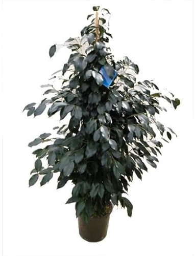 Planta Natural para Interiores Ficus Benjamina - Árbol Ideal para el Hogar