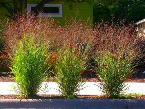 1 x Panicum virgatum 'Squaw' im Topf (Ziergras Gräser Winterhart Mehrjährig/Staude) Feuerrote Rutenhirse - Ziergras mit leuchtendem Farbenspiel (2)
