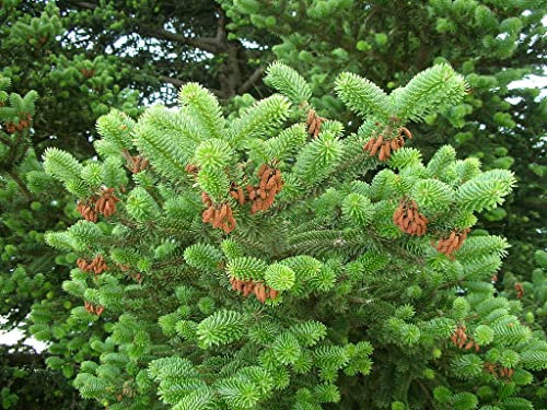20 Semi di Abete Greco (Abies Cephalonica)
