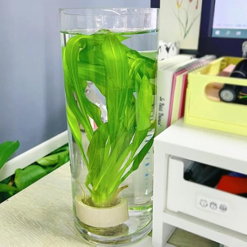 Wasserpflanzen samen、 aquarium pflanzen、pflanzen winterhart pflanzen samen、hochbeete für garten teichpflanzen、gewächshaus balkon winterharte pflanzen für garten wasserpflanzen 200pcs