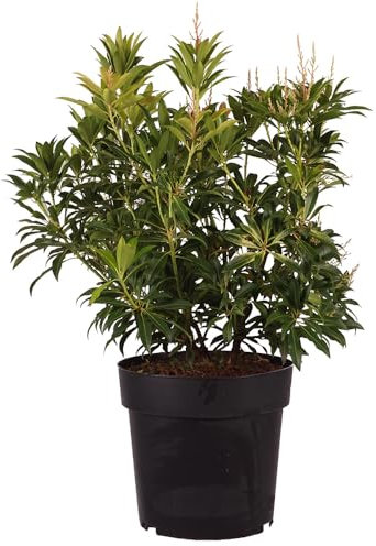 Andromède japonais « Forest Flame » : arbuste ornemental à feuilles persistantes, compact, feuillage décoratif, pousse rouge, facile d'entretien, attrayant toute l'année.