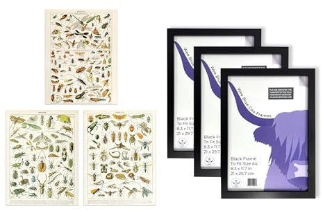 Artery8 Millot Insects Wall Art - Set of 3 A4 Sized Art with Black Frames - Bugs And Beetles Retro Vintage Study Office Aesthetic