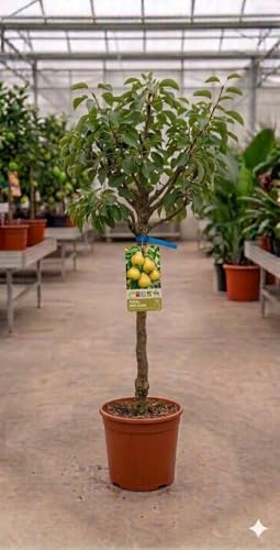 Peral San Juan (Pyrus communis) 10L – Árbol Frutal Temprano – Peras Dulces de Verano