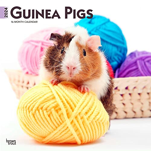 Guinea Pigs 2024 Square