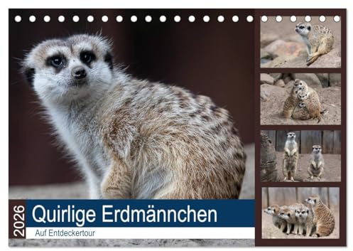 Quirlige Erdmännchen (Tischkalender 2026 DIN A5 quer), CALVENDO Monatskalender: Die muss man einfach gerne haben. (CALVENDO Tiere)