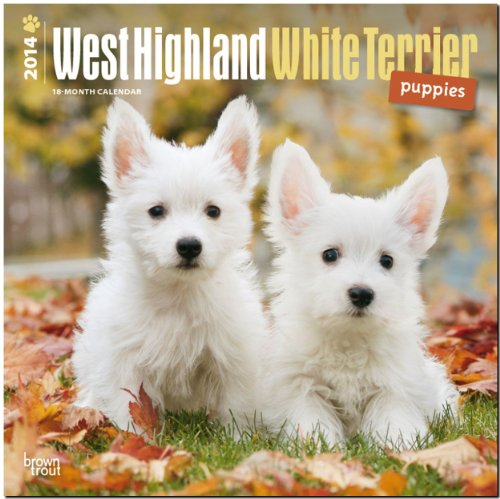 West Highland White Terrier Puppies 2014 - Westy-Welpen: Original BrownTrout-Kalender [Mehrsprachig] [Kalender] (Wall-Kalender)