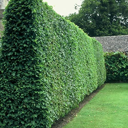 (300 semillas) Ligustrum Vulgare/Privet / Privet Europea