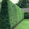 (300 semillas) Ligustrum Vulgare/Privet / Privet Europea