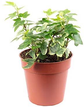 Hiedra común multicolor – Planta de interior fácil de limpiar, altura aprox. 15 cm, diámetro de maceta 9 cm
