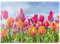MyPuzzle Orange- gelbes Tulpenfeld - Premium 1000 Teile Puzzle - MyPuzzle Sonderkollektion von Puzzle Galaxy