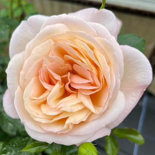 YouGarden Harkness Roses Lily's Rose, Climbing Plant 4 Litre Pot, Fragrant Colour Changing Blooms, Garden Patio Ready