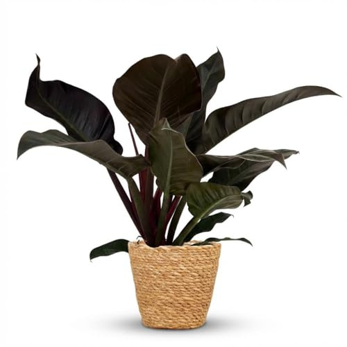 Philodendron Imperial Red Baumfreund Zimmerpflanze Ø19 cm 60 cm
