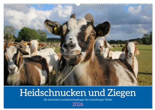 Heidschnucken und Ziegen die tierischen Landschaftspfleger der Lüneburger Heide (Wandkalender 2026 DIN A2 quer), CALVENDO Monatskalender: ... Lüneburger Heide (CALVENDO Natur)