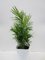 Dominik Blumen und Pflanzen, Zimmerpalme, Chamaedorea elegans, breitblättrig, 3 Pflanzen, ca. 40 cm hoch, 1 Liter Container, Zimmerpflanzen, Kübelpflanzen