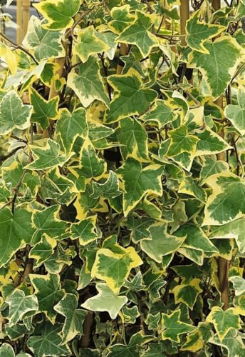 Hedera helix 'Goldchild' 60–100 cm – Winterhart, Immergrün, Pflegeleicht – Efeu – Kletterpflanze für Wand & Zaun