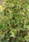Hedera helix 'Goldchild' 60-100 cm - Efeu, gelb-grüne Blätter, immergrün, ideal für Wände und Zäune, pflegeleicht, winterhart