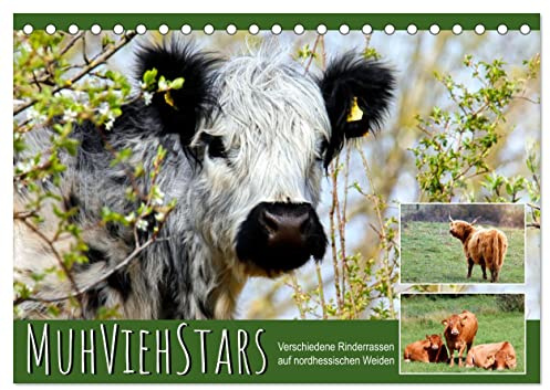 MuhViehStars (Tischkalender 2026 DIN A5 quer), CALVENDO Monatskalender: Verschiedene Rinderrassen auf nordhessischen Weiden (CALVENDO Tiere)