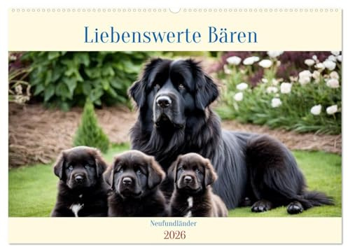 Neufundländer - Liebenswerte Bären (Wandkalender 2026 DIN A2 quer), CALVENDO Monatskalender: Der Neufundländer ist eine der größten aber auch sanftesten Hunderassen (CALVENDO Tiere)