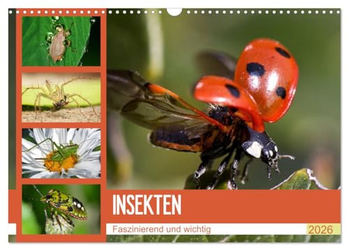Insekten. Faszinierend und wichtig (Wandkalender 2026 DIN A3 quer), CALVENDO Monatskalender: Skurrile Wunderwerke der Natur aus der Nähe betrachten (CALVENDO Tiere)